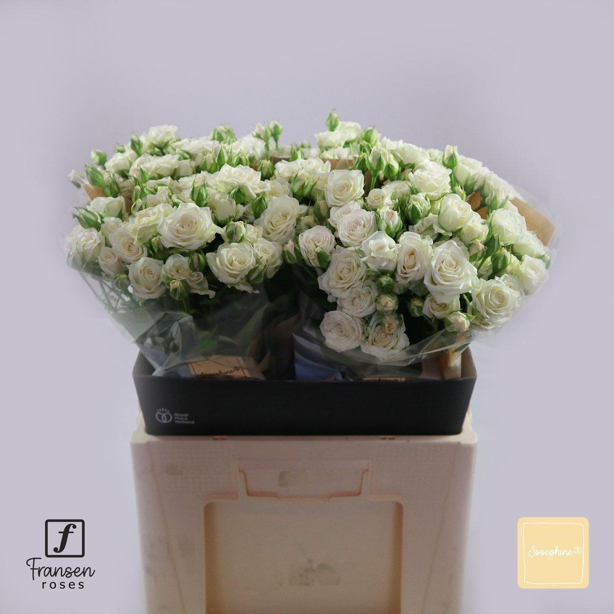 Срезанные цветы оптом Rosa spray josephine от 40шт из Голландии с доставкой по России