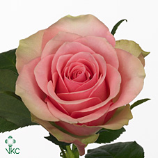 Срезанные цветы оптом Rosa large belle rose от 60шт. из Голландии с доставкой по России