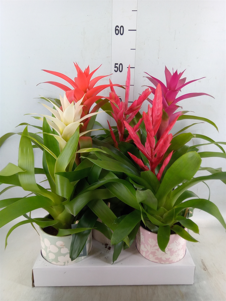 Горшечные цветы и растения оптом Bromelia   ...mix от 5шт из Голландии с доставкой по России