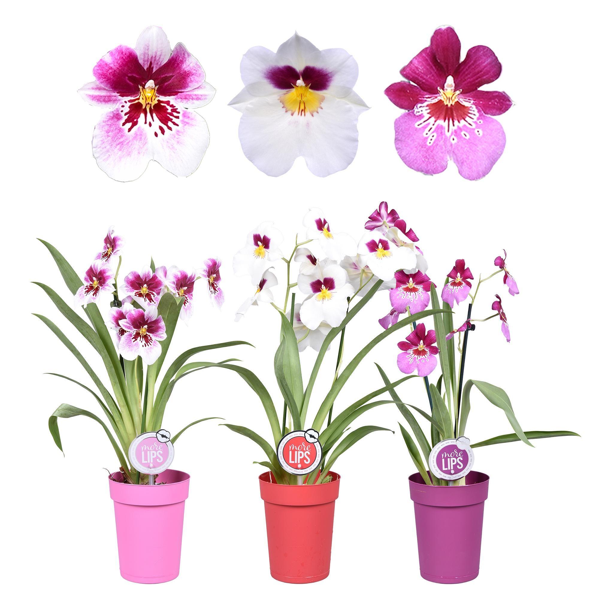 Горшечные цветы и растения оптом Miltonia 2st Mix More Lips от 6шт из Голландии с доставкой по России