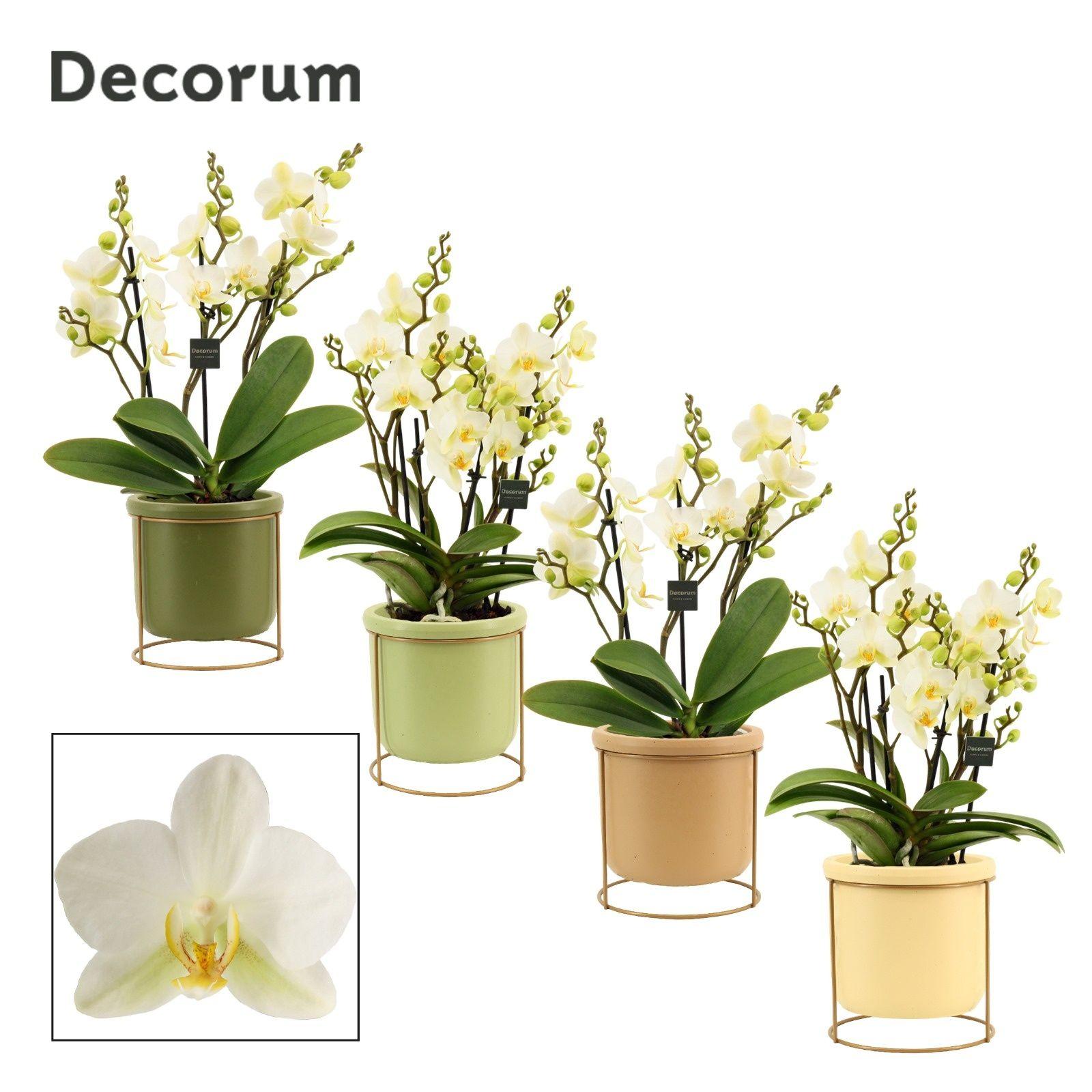 Горшечные цветы и растения оптом Phal Mf An Lausanne от 4шт из Голландии с доставкой по России