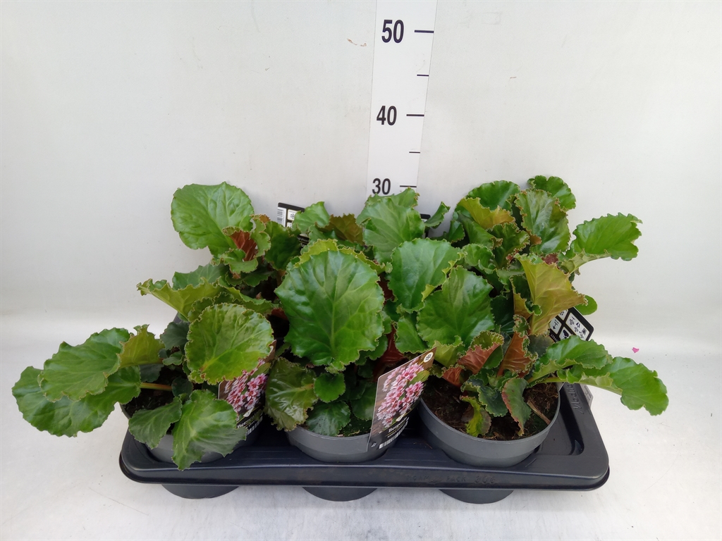 Горшечные цветы и растения оптом Bergenia   ... от 6шт из Голландии с доставкой по России