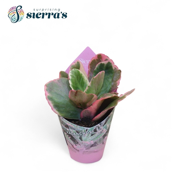 Горшечные цветы и растения оптом Kalanchoe Variagata Multicolor (sierra) от 14шт (для телеги) из Голландии с доставкой по России