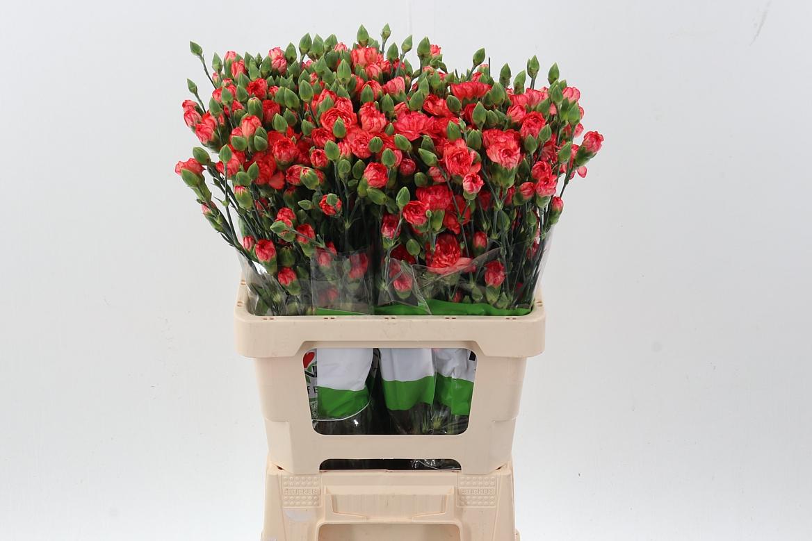 Срезанные цветы оптом Dianthus sp fire flame от 100шт. из Голландии с доставкой по России