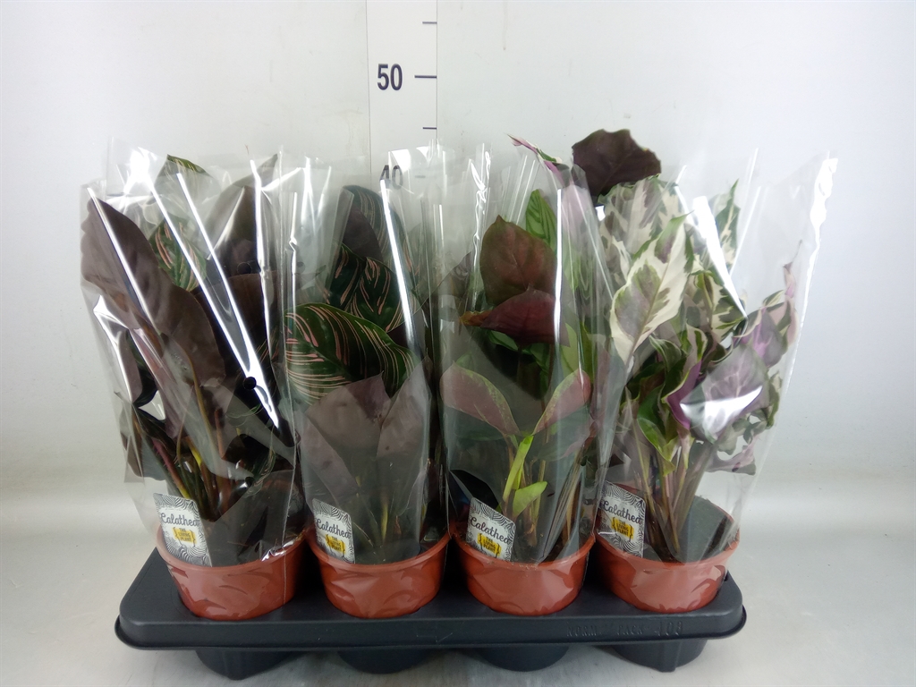 Горшечные цветы и растения оптом Calathea   ...mix 3 от 8шт из Голландии с доставкой по России