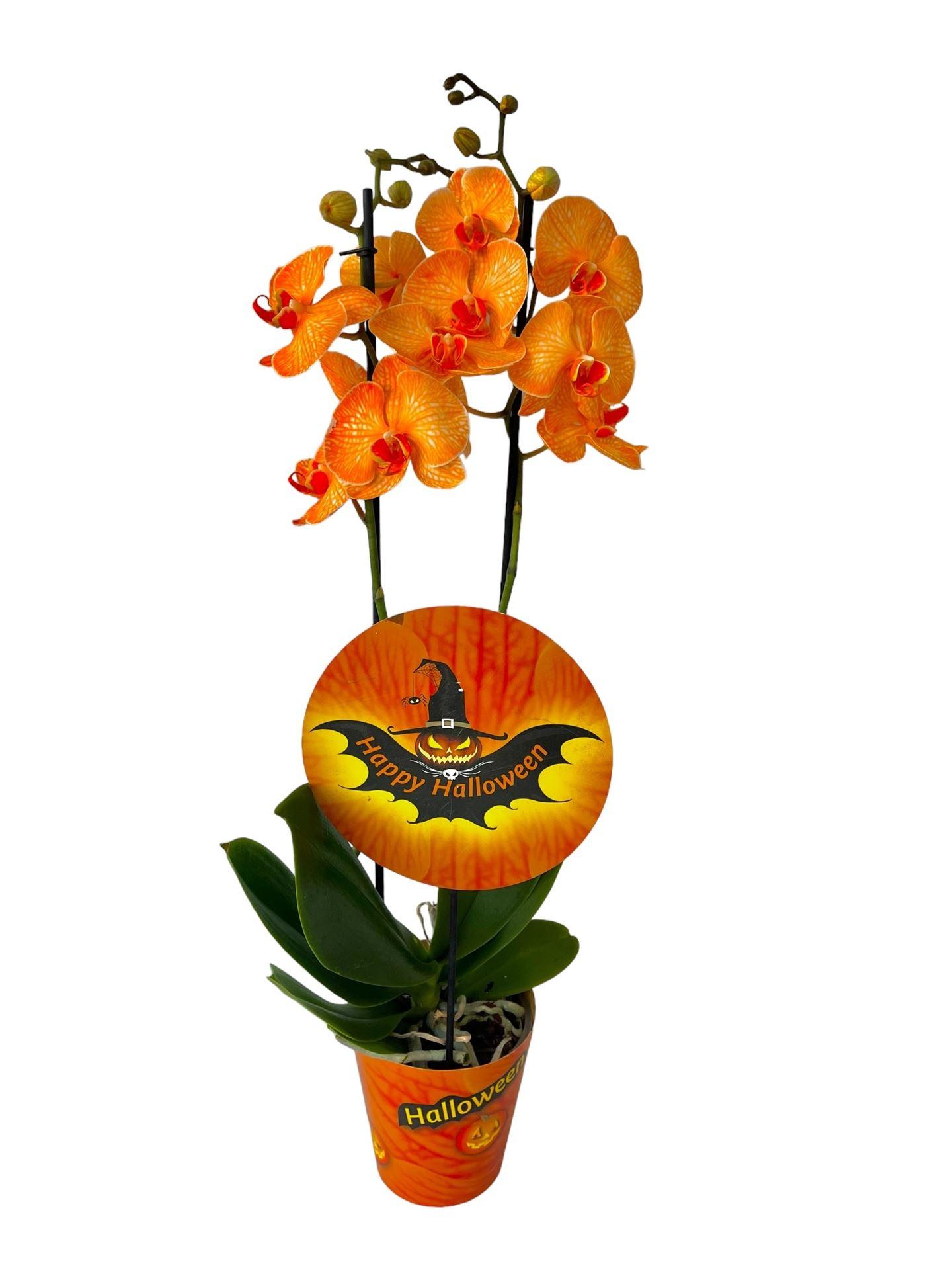 Горшечные цветы и растения оптом Phalaenopsis ... от 6шт из Голландии с доставкой по России