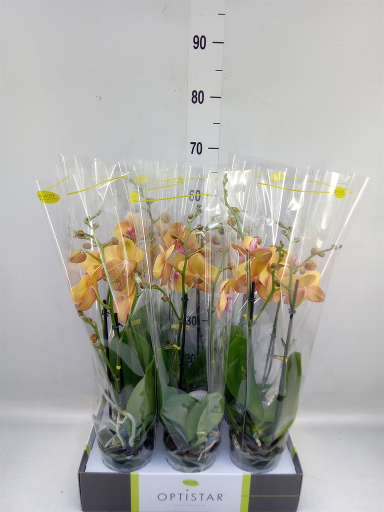 Горшечные цветы и растения оптом Phalaenopsis   ...orange от 6шт из Голландии с доставкой по России