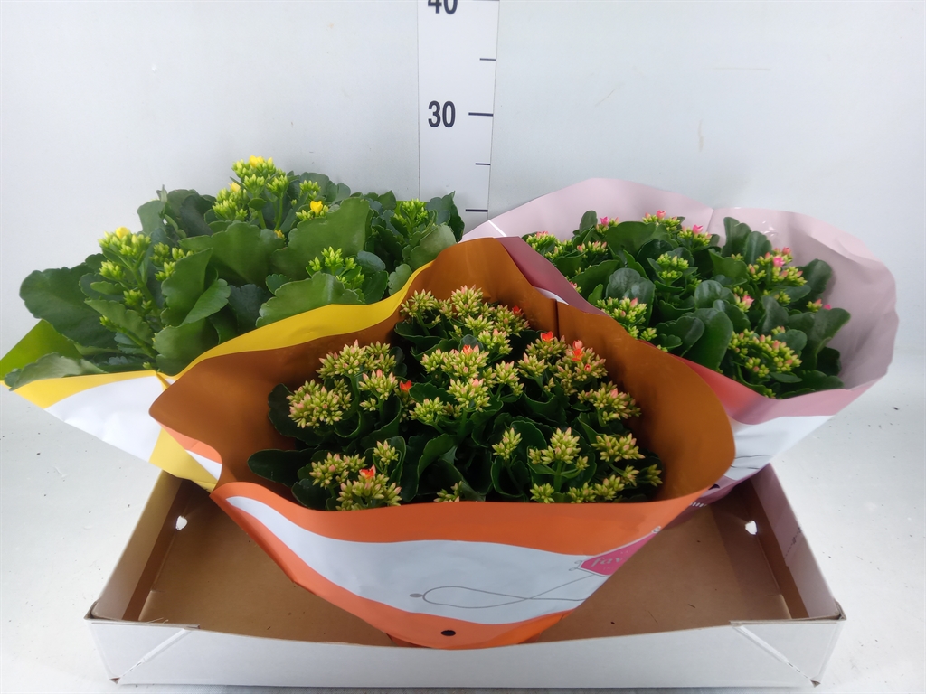 Горшечные цветы и растения оптом Kalanchoe Blos.   ..mix 5 от 3шт из Голландии с доставкой по России
