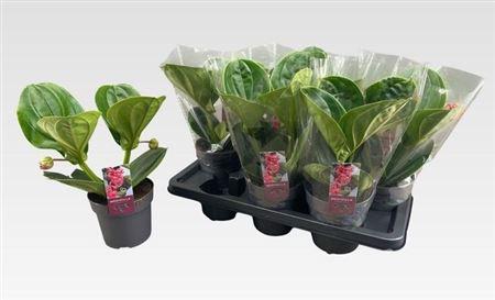 Горшечные цветы и растения оптом ** Medin Mag Lambada 2 Flower * Spring Deal * от 7шт из Голландии с доставкой по России