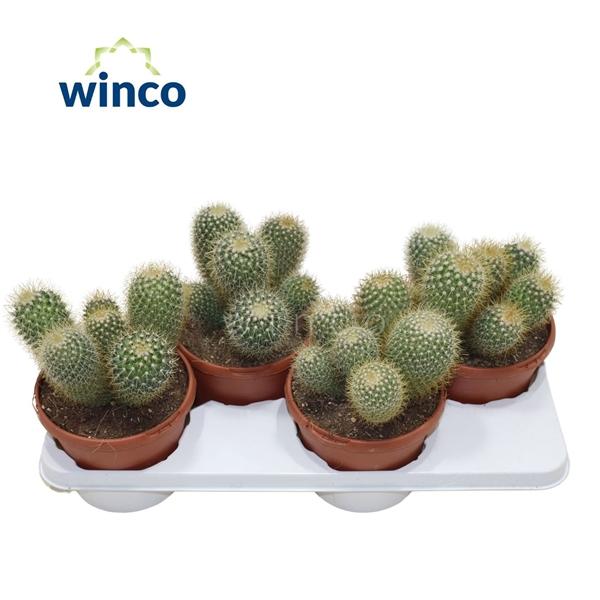 Горшечные цветы и растения оптом Mammillaria Pringlei от 4шт из Голландии с доставкой по России