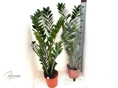 Горшечные цветы и растения оптом Zamio Zamiifolia 6+ от 1шт из Голландии с доставкой по России