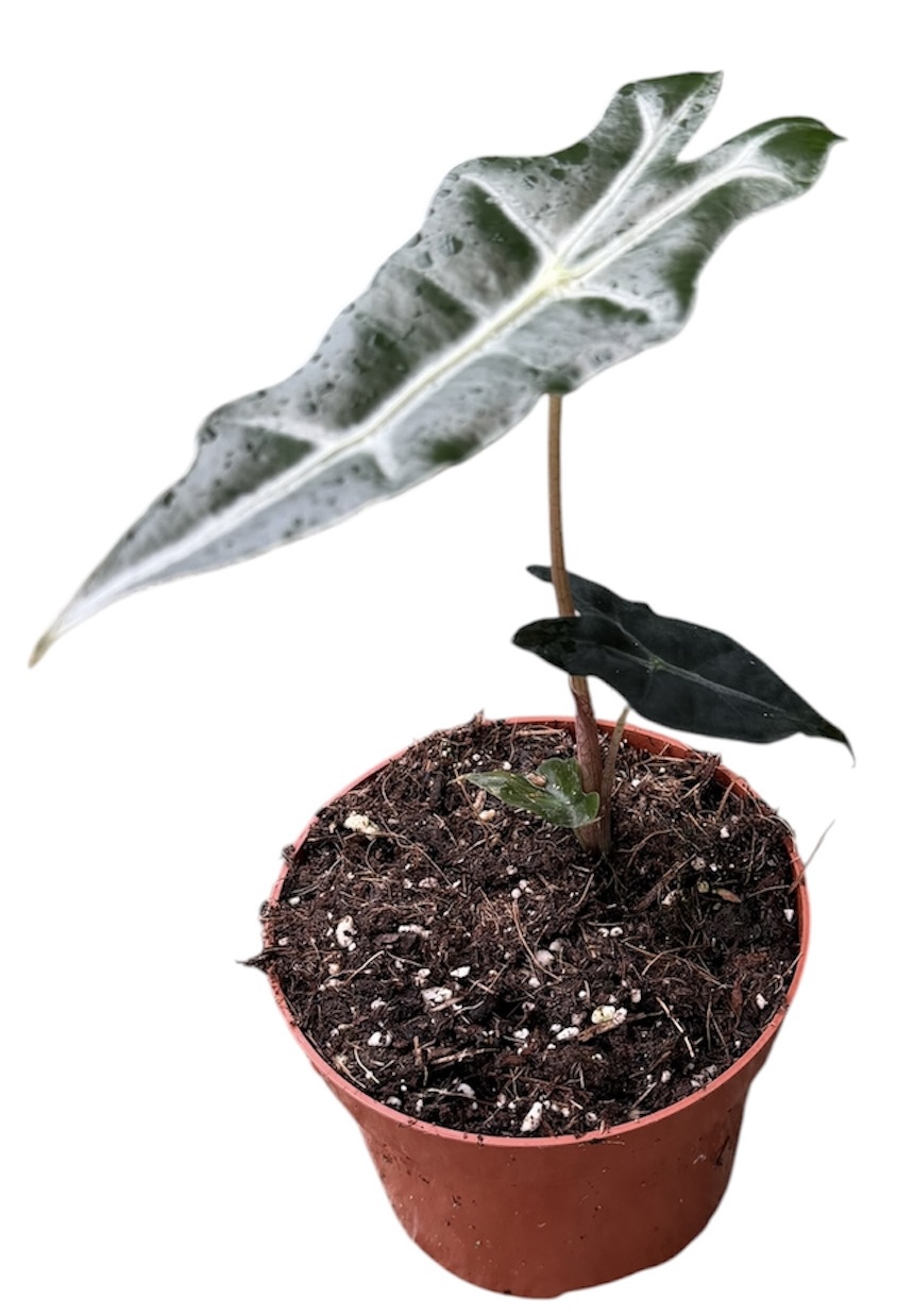 Горшечные цветы и растения оптом Alocasia Nobilis от 1шт (для телеги) из Голландии с доставкой по России