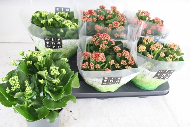 Горшечные цветы и растения оптом Kal Ge Gem 4 Kl от 6шт из Голландии с доставкой по России