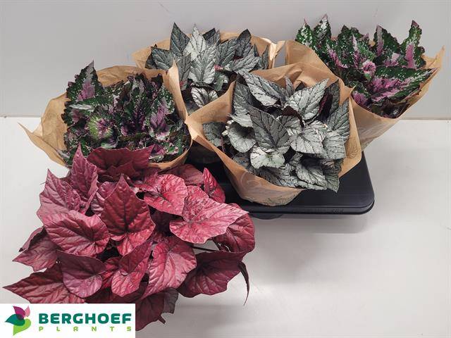 Горшечные цветы и растения оптом Beg Bel Gem от 4шт (для телеги) из Голландии с доставкой по России