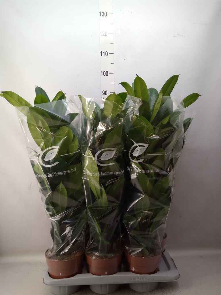 Горшечные цветы и растения оптом Ficus Cyathistipula от 6шт из Голландии с доставкой по России