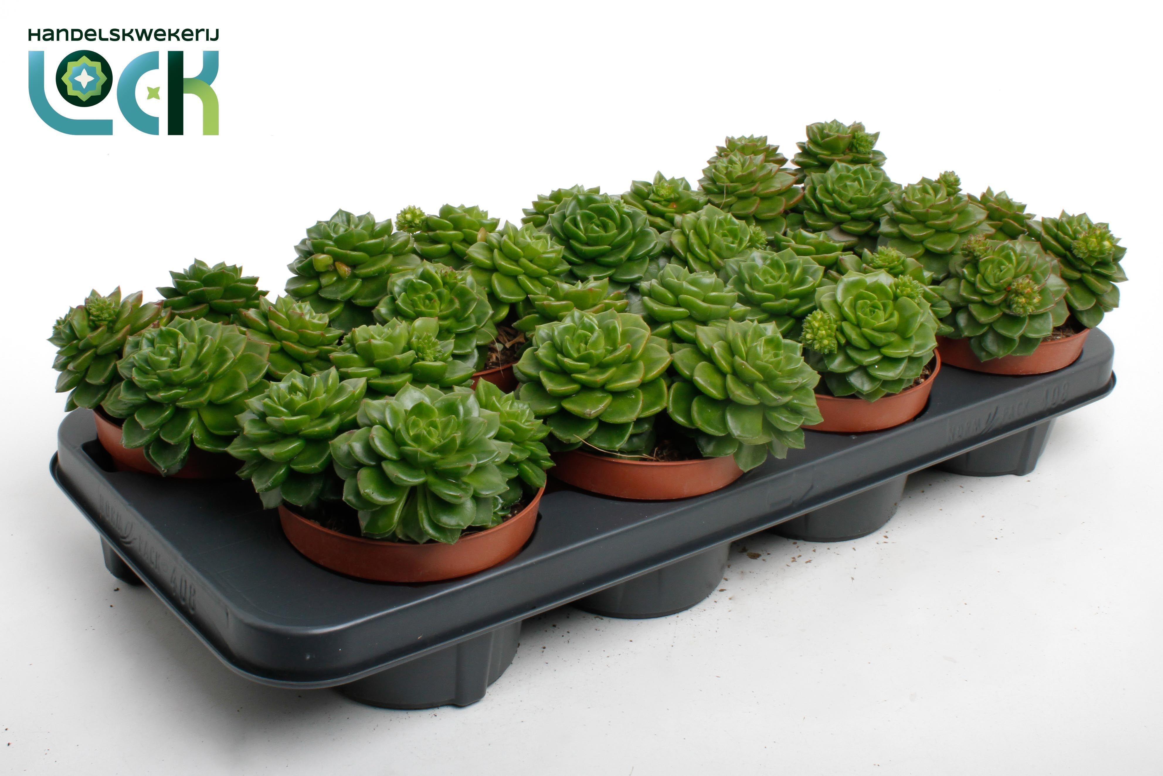 Горшечные цветы и растения оптом Echeveria Afines от 8шт из Голландии с доставкой по России