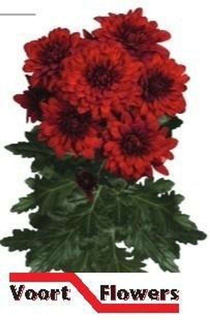 Срезанные цветы оптом Chrys sp monza от 80шт из Голландии с доставкой по России