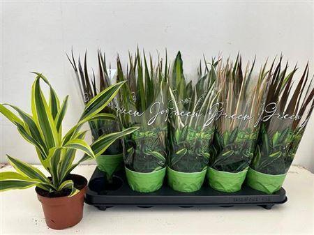 Горшечные цветы и растения оптом Plant Mix от 10шт из Голландии с доставкой по России