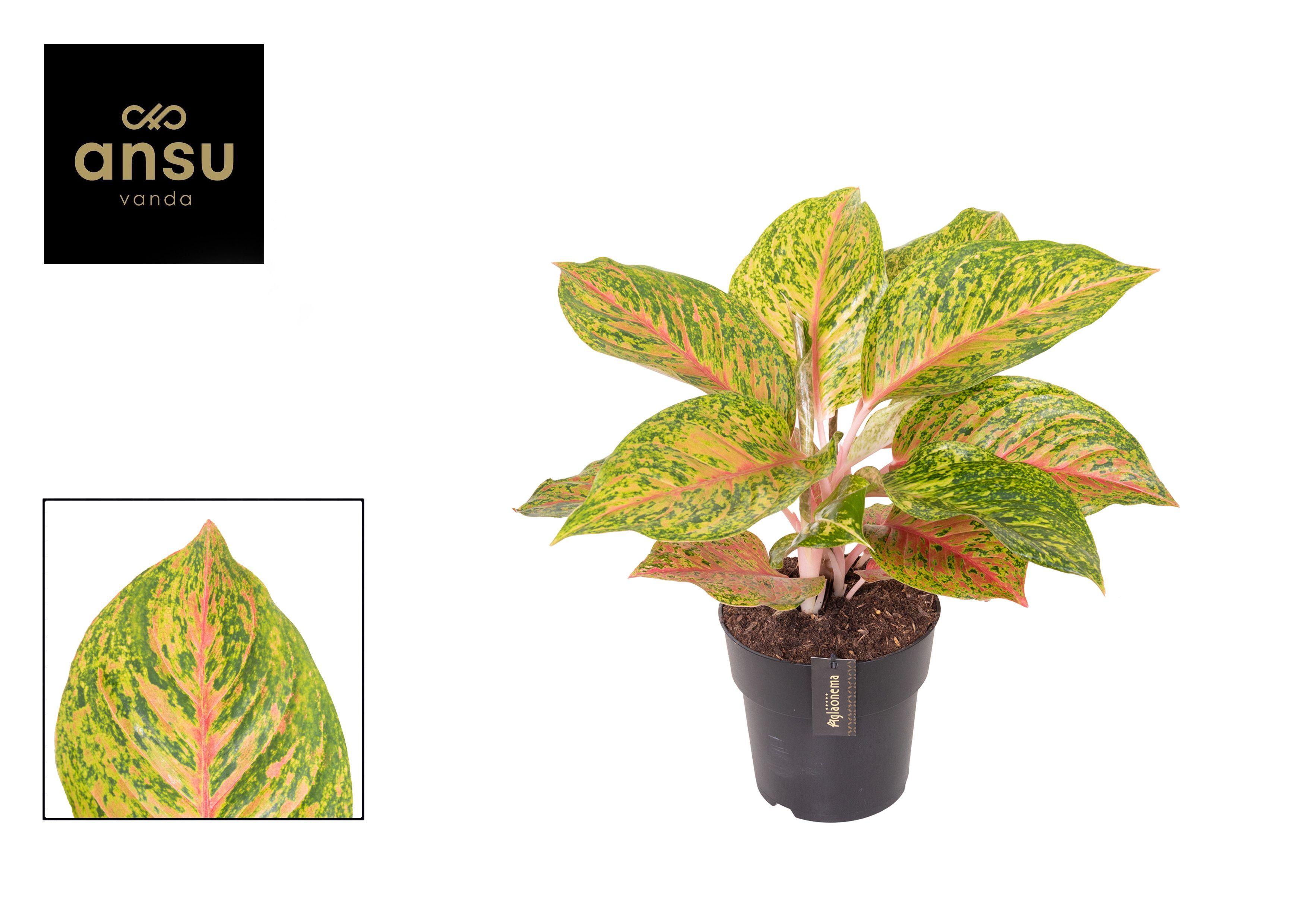 Горшечные цветы и растения оптом Aglaonema Grand Boquet от 3шт из Голландии с доставкой по России