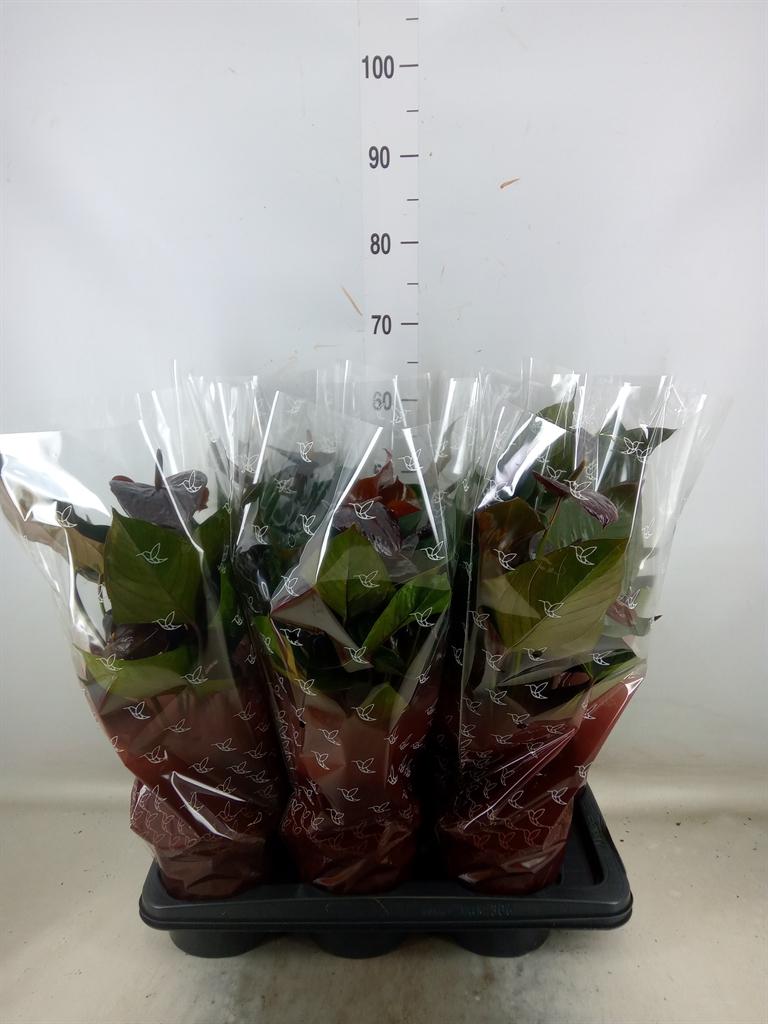 Горшечные цветы и растения оптом Anth An Jambo Black 4+ от 6шт из Голландии с доставкой по России