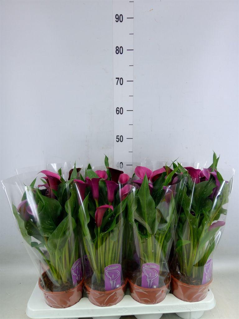 Горшечные цветы и растения оптом Zantedeschia   ... от 8шт из Голландии с доставкой по России