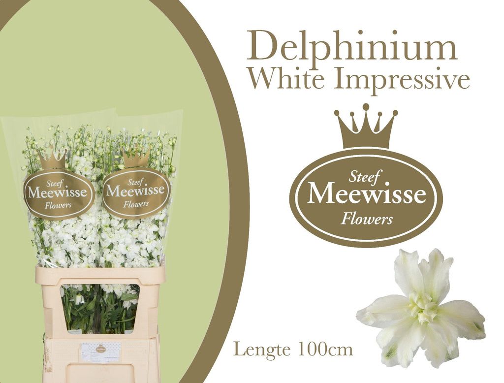 Срезанные цветы оптом Delphinium do el dewi impressive white от 40шт из Голландии с доставкой по России