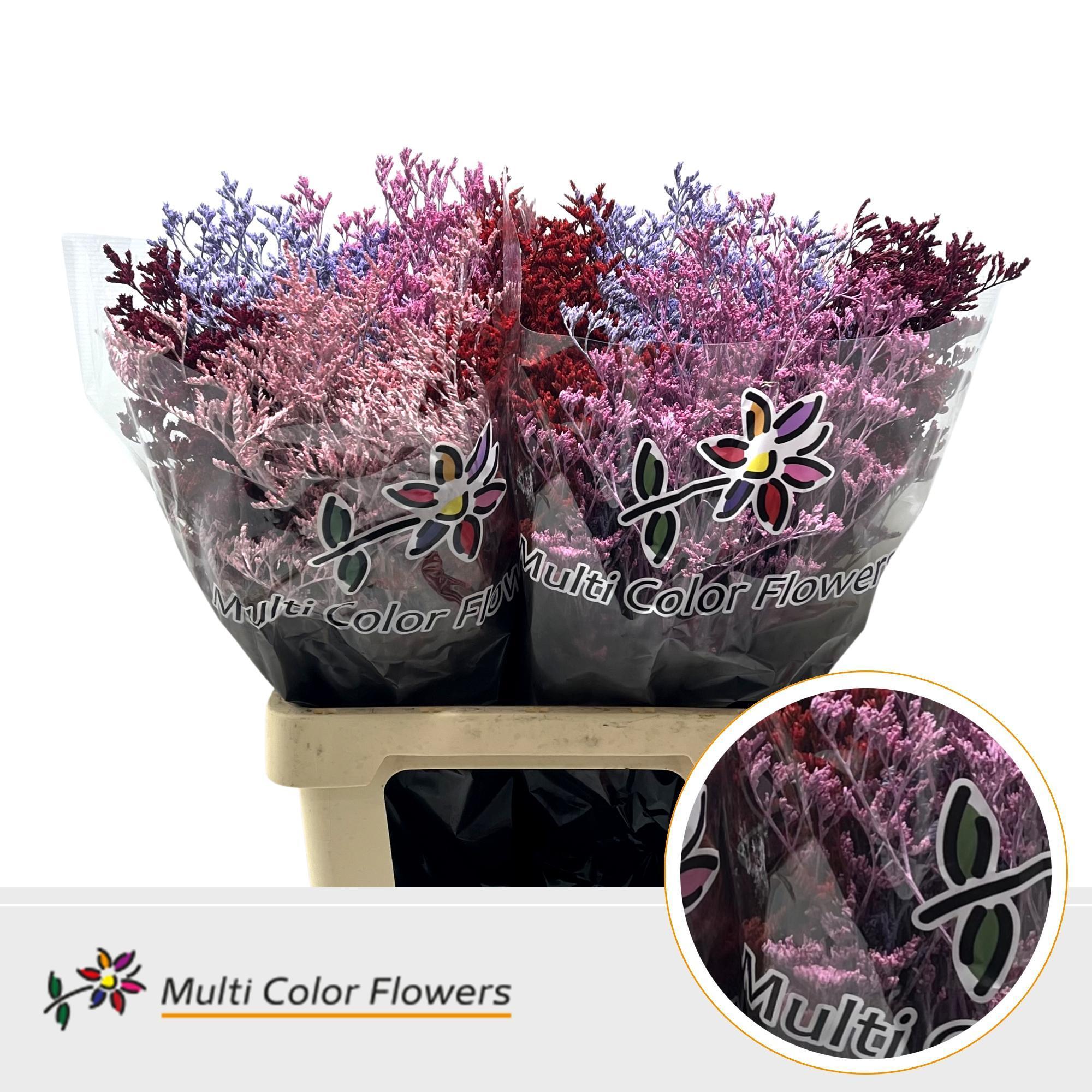 Срезанные цветы оптом Limonium paint mix love от 50шт из Голландии с доставкой по России