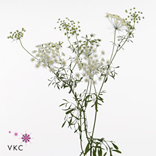 Срезанные цветы оптом Ammi majus graceland от 60шт из Голландии с доставкой по России