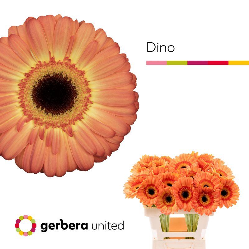 Срезанные цветы оптом Gerbera dino+ от 40шт из Голландии с доставкой по России