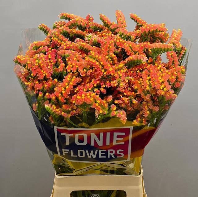 Срезанные цветы оптом Statice royal orange от 25шт из Голландии с доставкой по России