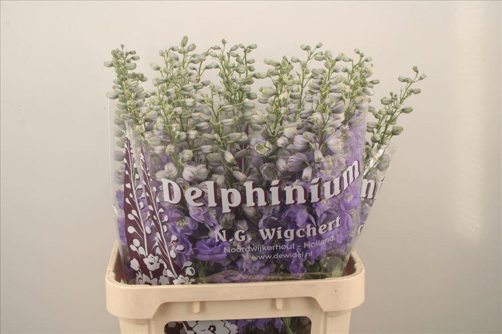 Срезанные цветы оптом Delphinium el du dewi impressive от 30шт из Голландии с доставкой по России