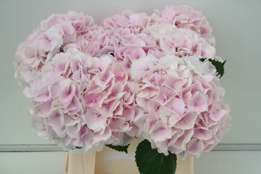 Срезанные цветы оптом Hydrangea royal surprise от 10шт из Голландии с доставкой по России