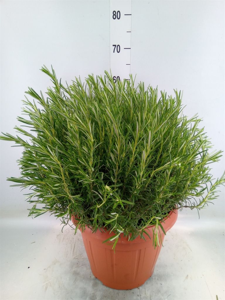 Горшечные цветы и растения оптом Rosmarinus Offi.   ... от 1шт из Голландии с доставкой по России