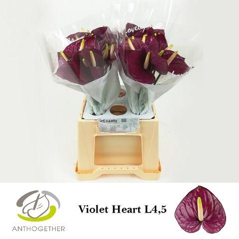 Срезанные цветы оптом Anthurium violet heart от 40шт из Голландии с доставкой по России