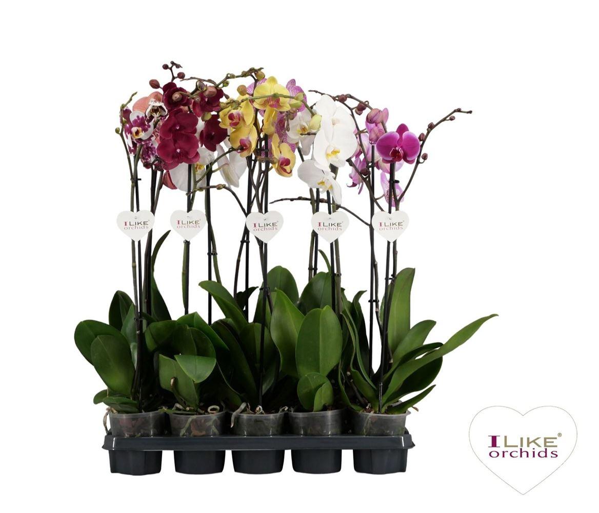 Горшечные цветы и растения оптом Phal 1st Mix 9+ (levo) от 10шт из Голландии с доставкой по России