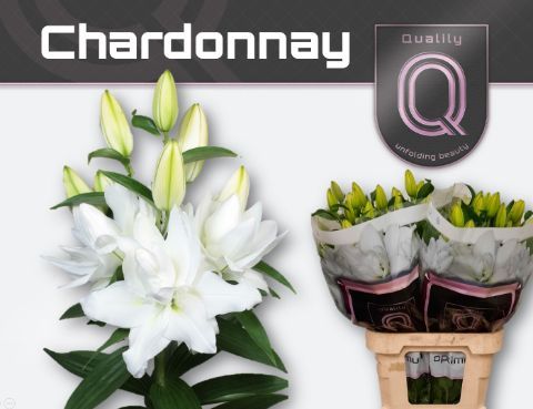 Срезанные цветы оптом Lilium or dbl roselily chardonnay от 30шт из Голландии с доставкой по России