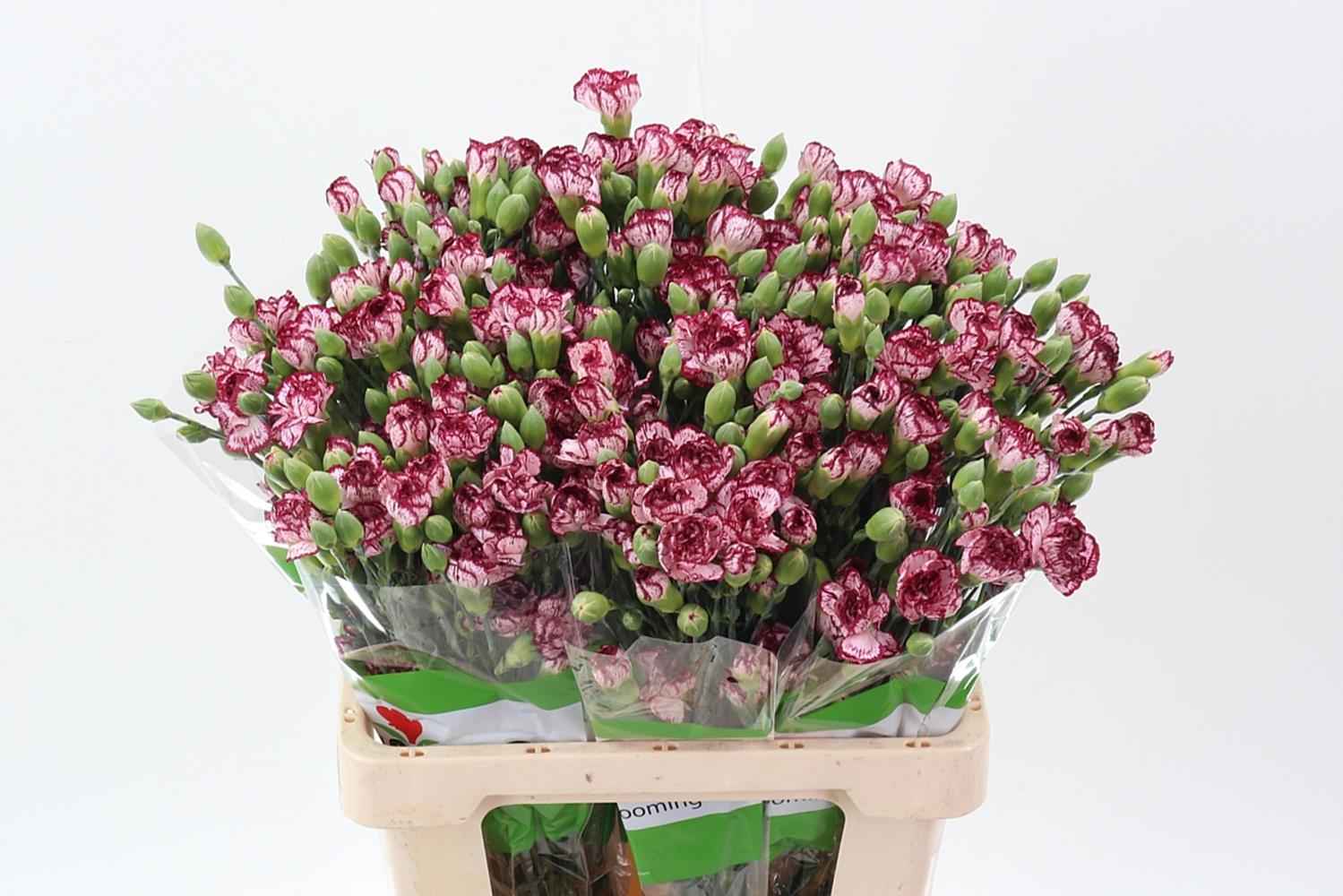 Срезанные цветы оптом Dianthus sp mini bacarat от 100шт из Голландии с доставкой по России