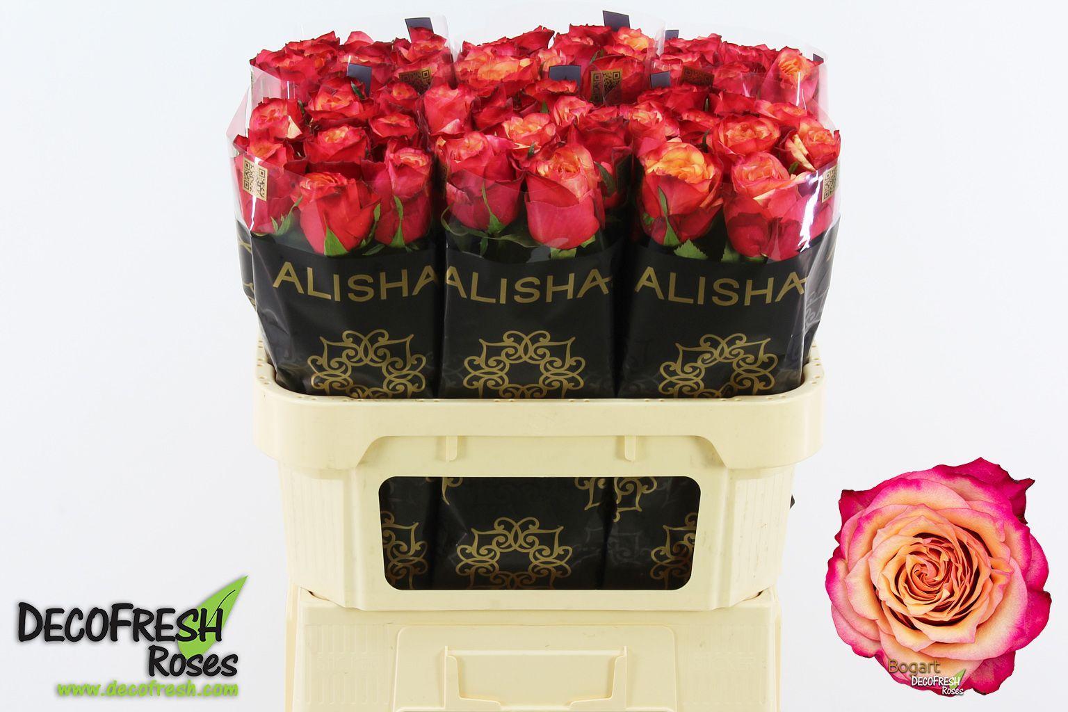 Срезанные цветы оптом Rosa large bogart от 60шт из Голландии с доставкой по России