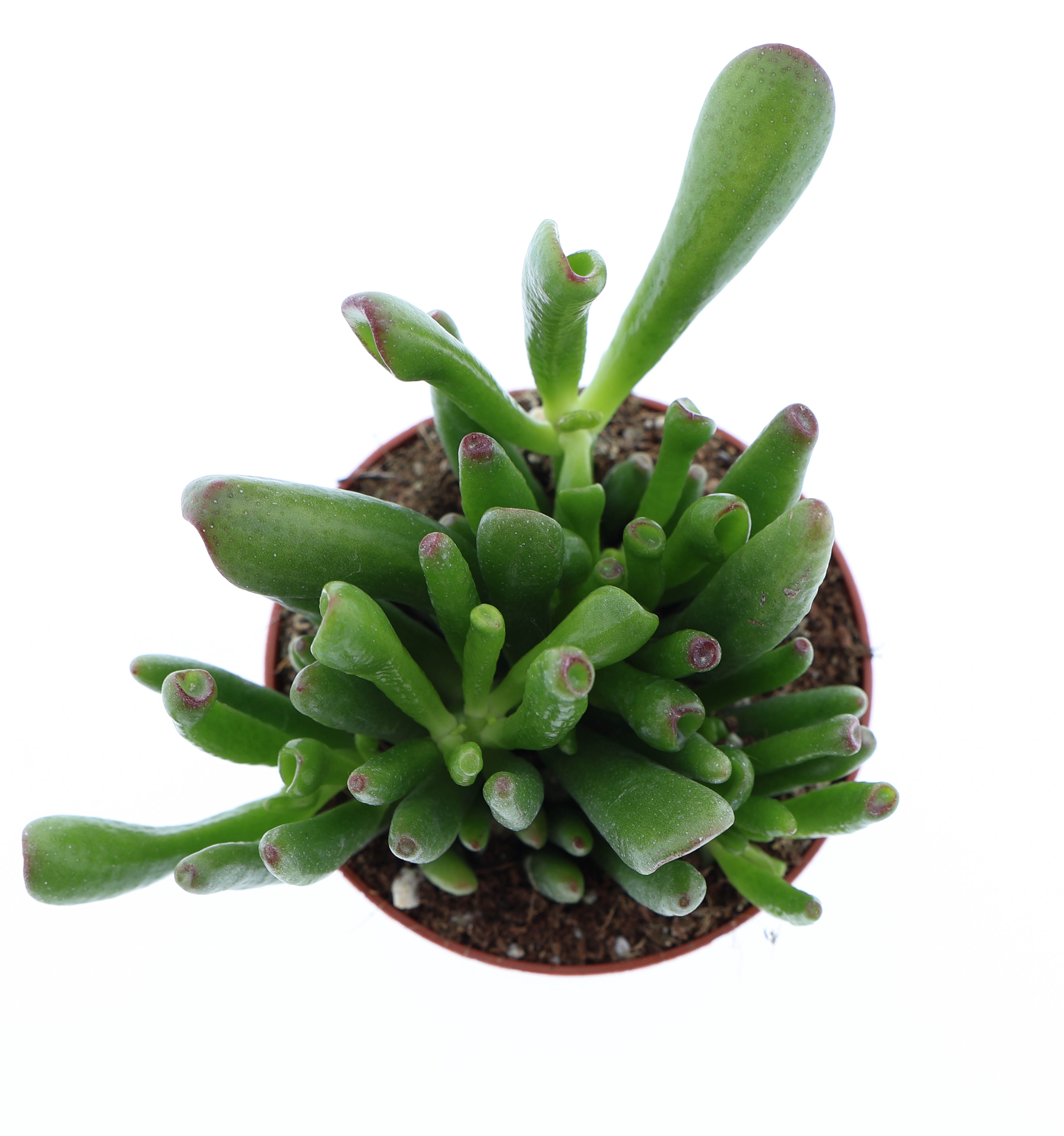 Горшечные цветы и растения оптом Crassula Hobbit от 12шт (для телеги) из Голландии с доставкой по России