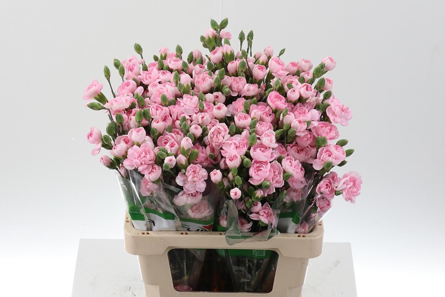 Срезанные цветы оптом Dianthus sp athena от 100шт из Голландии с доставкой по России