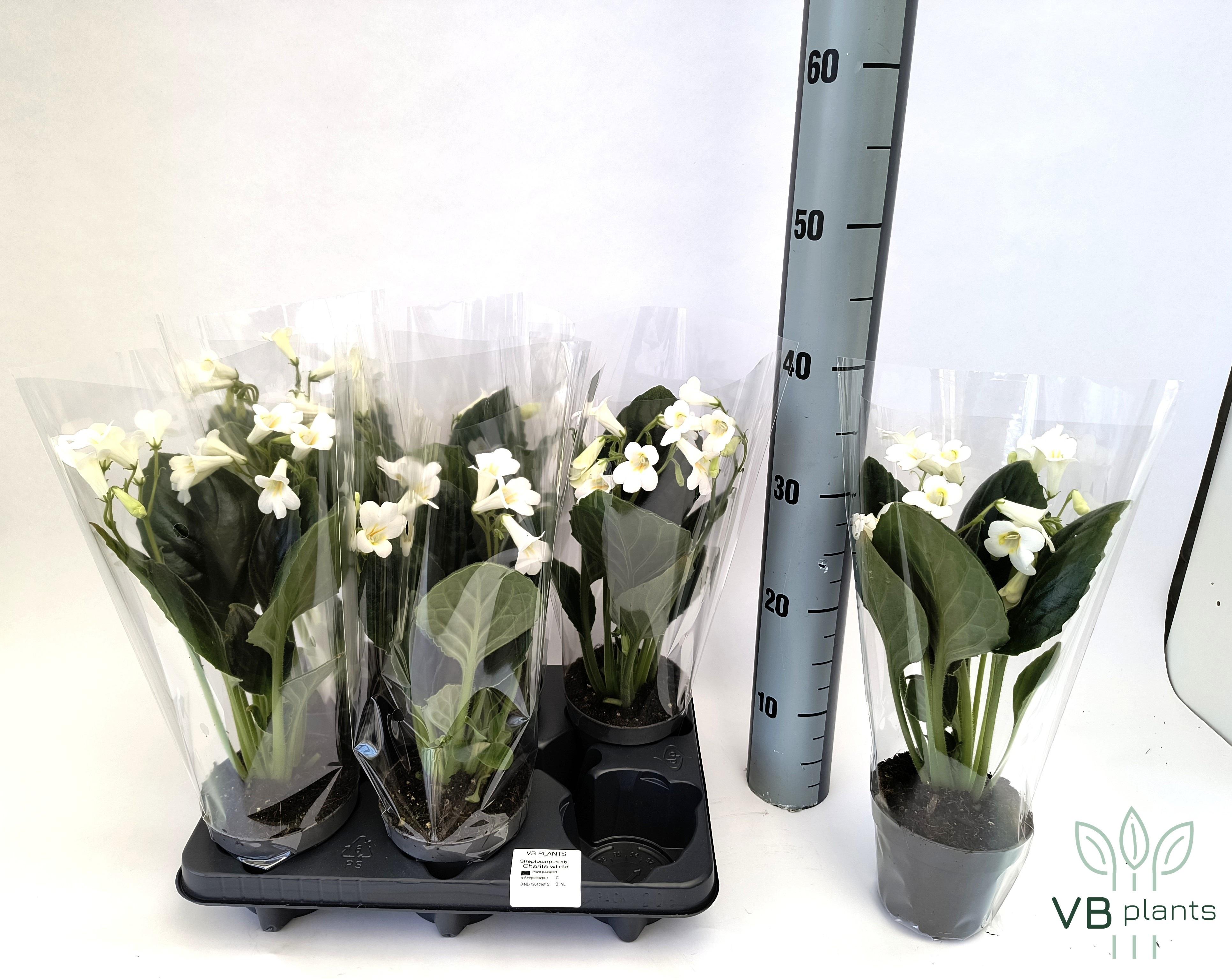 Горшечные цветы и растения оптом Strepto Ov от 6шт из Голландии с доставкой по России