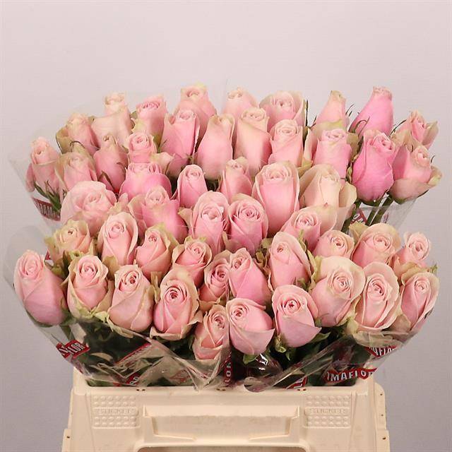 Срезанные цветы оптом Rosa large pink athena от 50шт из Голландии с доставкой по России