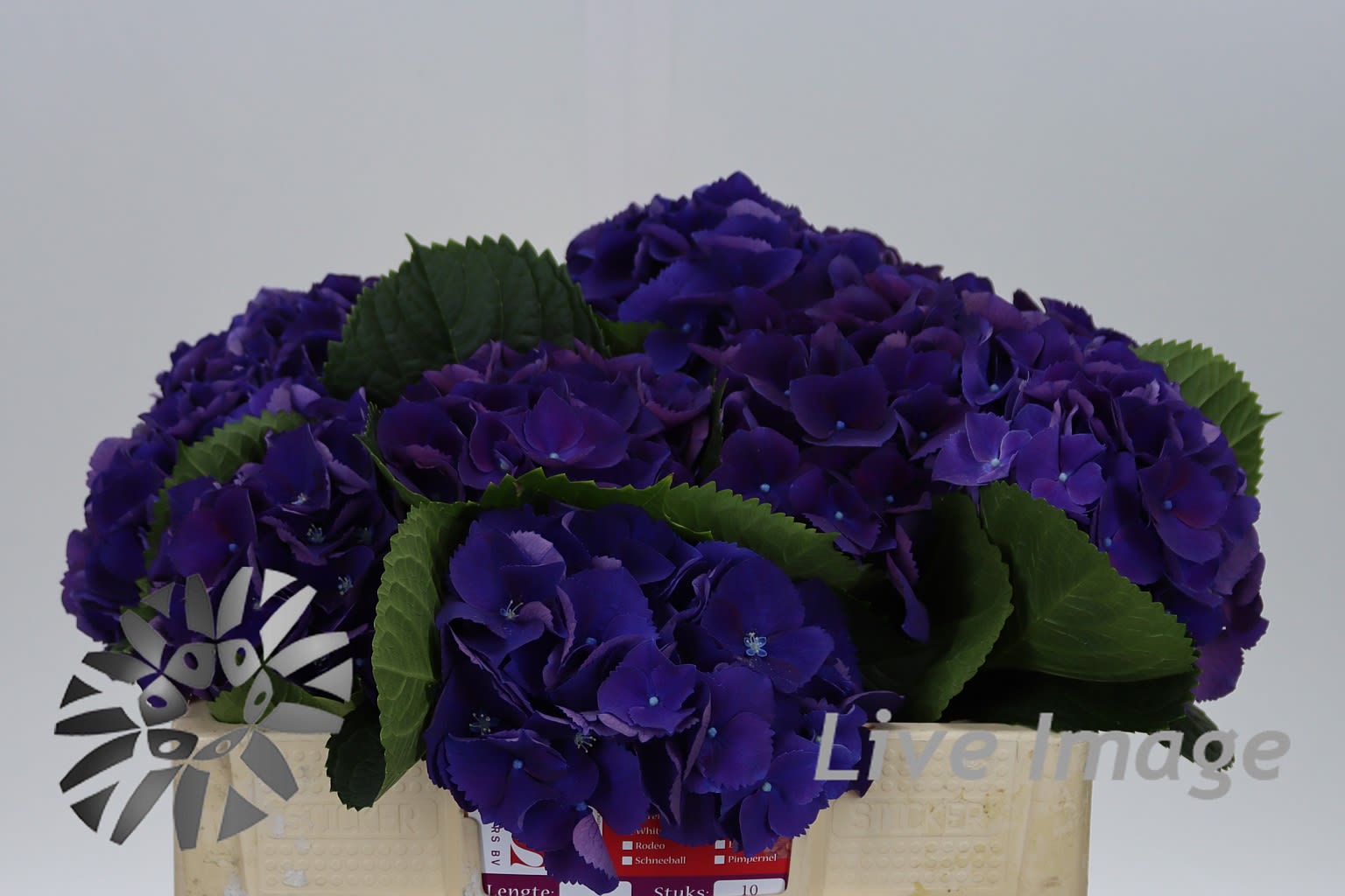 Срезанные цветы оптом Hydrangea royal king от 10шт из Голландии с доставкой по России