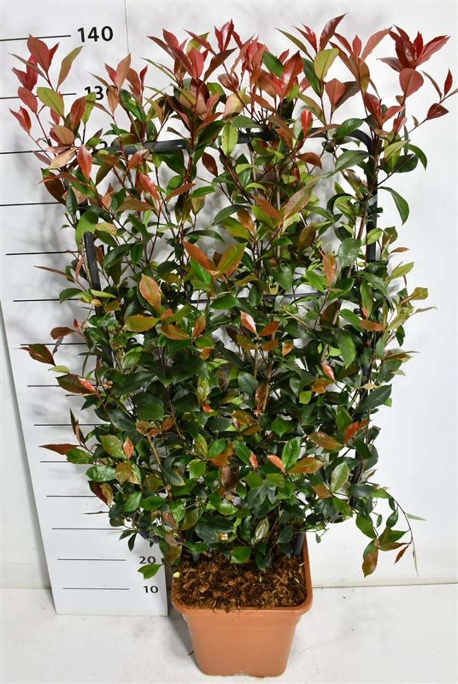 Горшечные цветы и растения оптом Photinia Fraseri Carré Rouge от 1шт из Голландии с доставкой по России