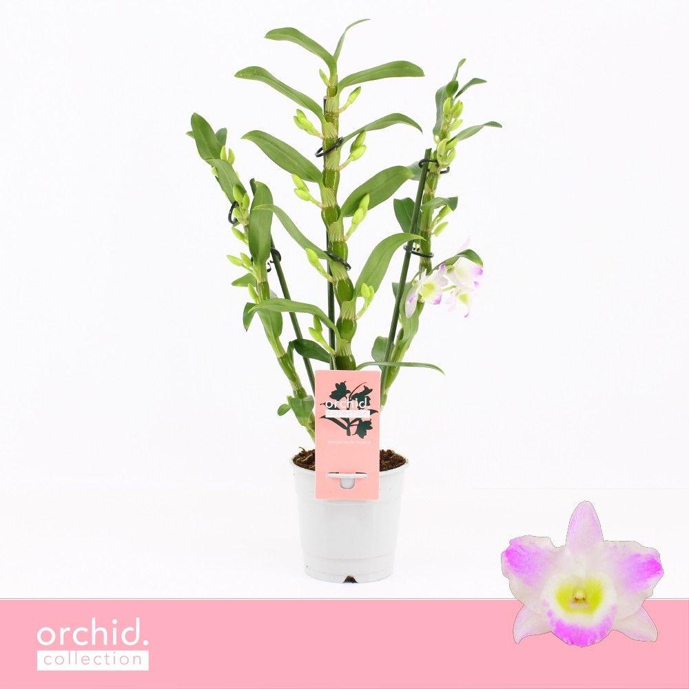 Горшечные цветы и растения оптом Dendr Nob 3st Pandora Compact Orchid Collection от 10шт из Голландии с доставкой по России