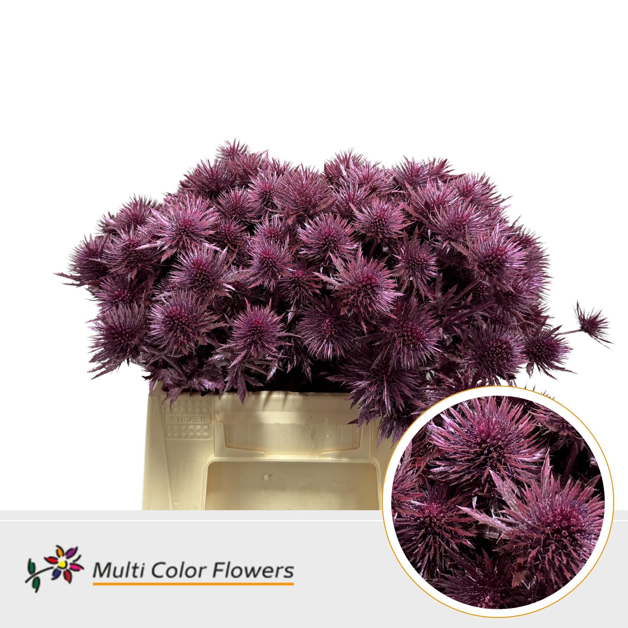 Срезанные цветы оптом Eryngium paint metallic pink от 60шт из Голландии с доставкой по России