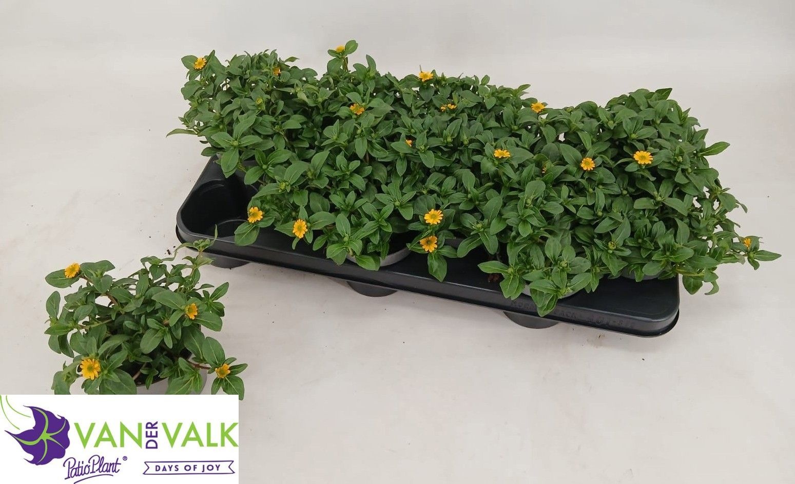 Горшечные цветы и растения оптом Sanv Picador Yellow от 12шт из Голландии с доставкой по России