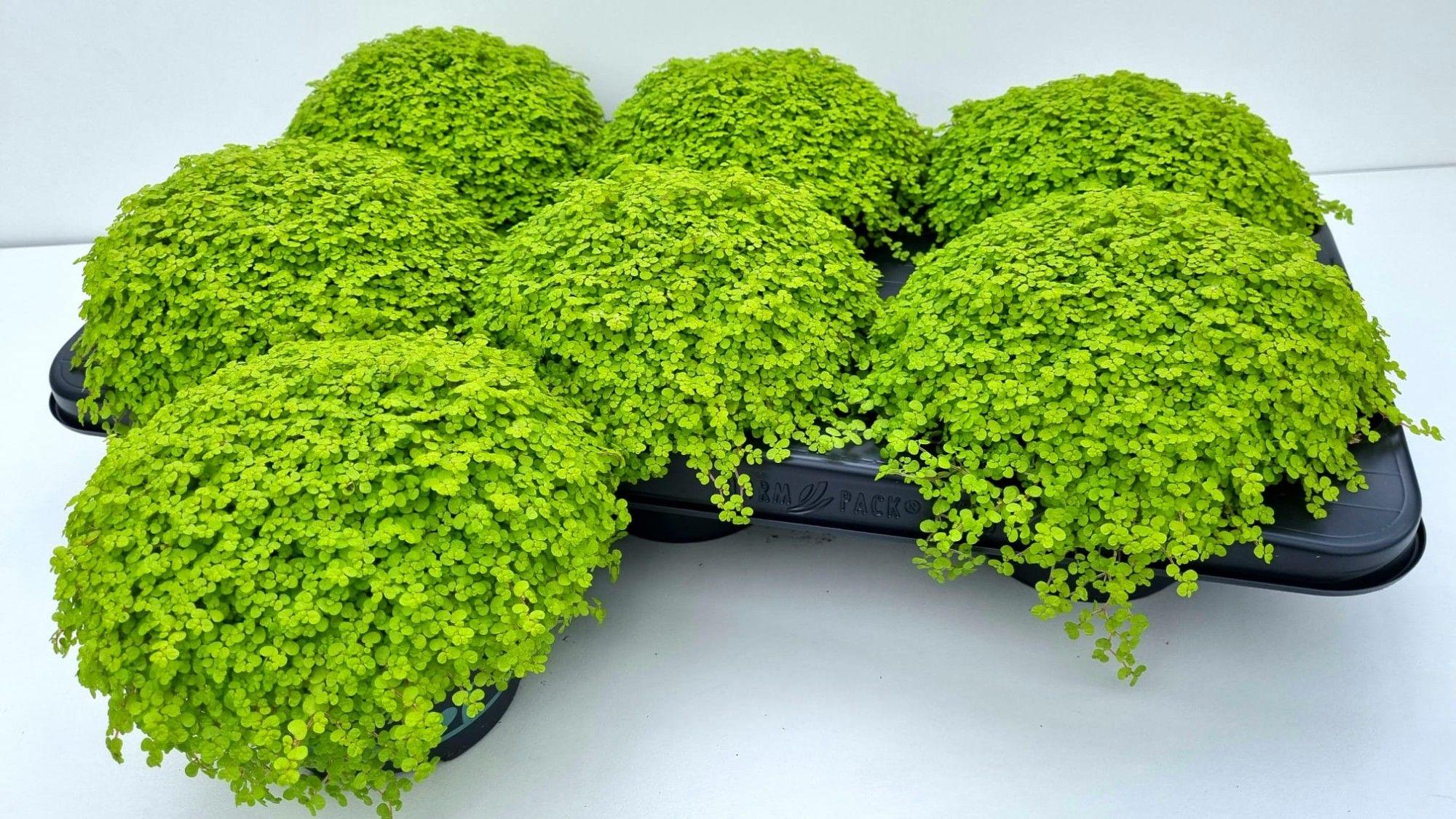 Горшечные цветы и растения оптом Solei Sol Aurea от 6шт из Голландии с доставкой по России