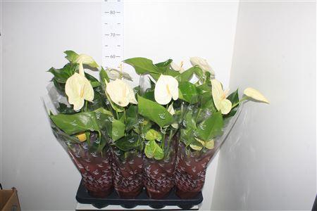 Горшечные цветы и растения оптом Anthu A Arisa White 4+ от 8шт из Голландии с доставкой по России