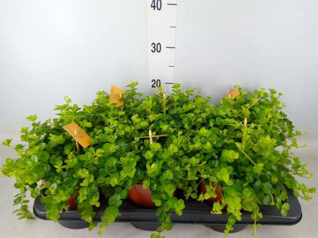 Горшечные цветы и растения оптом Peperomia Rotundifolia от 6шт из Голландии с доставкой по России